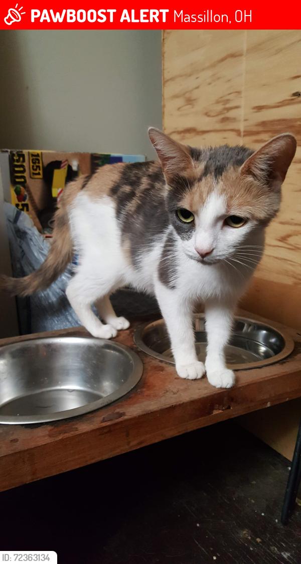 Lost Female Cat last seen Jackson Ave near Tanglewood Dr NE, Massillon, OH 44646