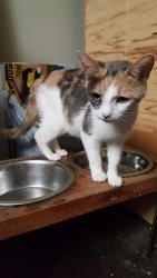 Lost Female Cat last seen Jackson Ave near Tanglewood Dr NE, Massillon, OH 44646