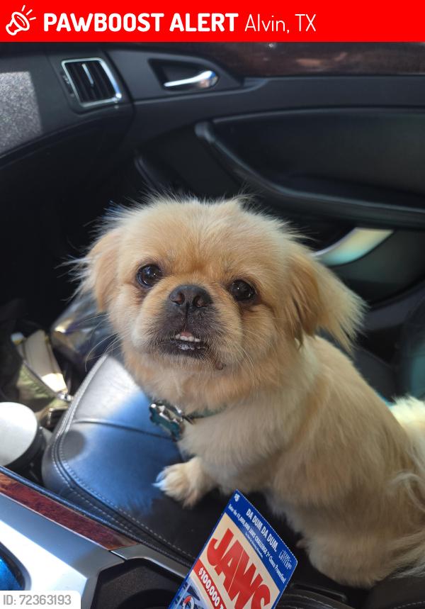 Lost Female Dog last seen Near County rd 165 Alvin, Alvin, TX 77511