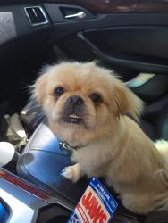 Lost Female Dog last seen Near County rd 165 Alvin, Alvin, TX 77511