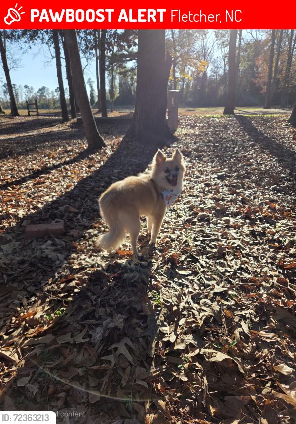 Lost Male Dog last seen Hutch mountain rd and Mountain Creek Lane, Fletcher, NC 28732