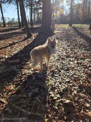 Lost Male Dog last seen Hutch mountain rd and Mountain Creek Lane, Fletcher, NC 28732
