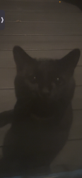 Lost Male Cat last seen hse, Brockton, MA 02301