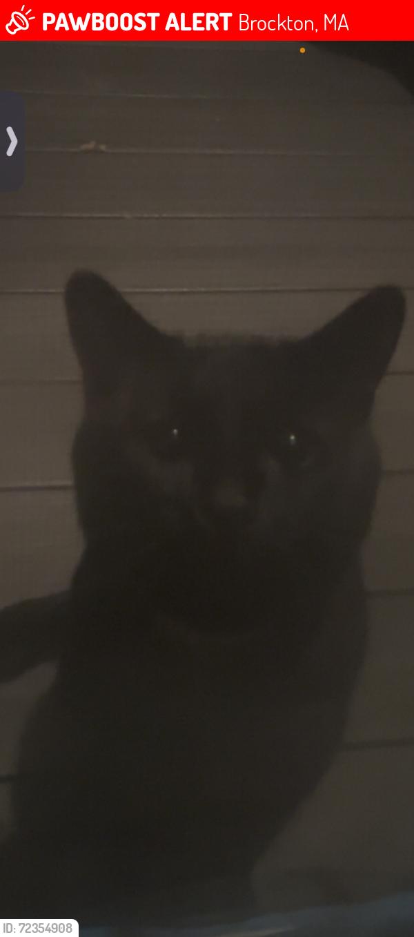 Lost Male Cat last seen hse, Brockton, MA 02301