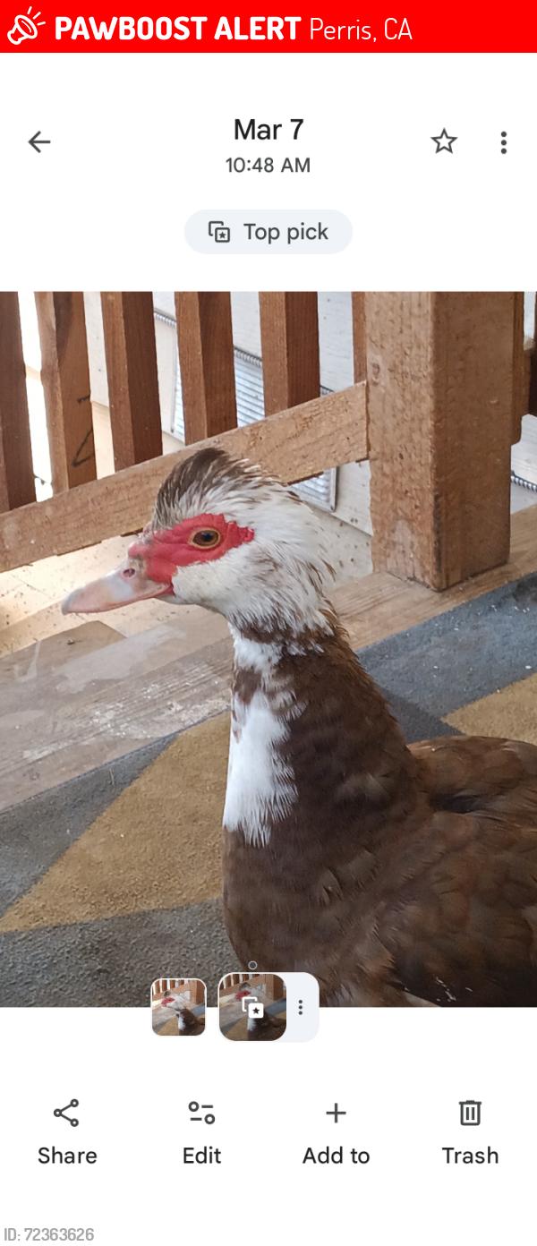 Lost Female Bird last seen San Felipe Dr. Near Perris Blvd and Rider St, Perris, CA 92571