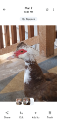 Lost Female Bird last seen San Felipe Dr. Near Perris Blvd and Rider St, Perris, CA 92571