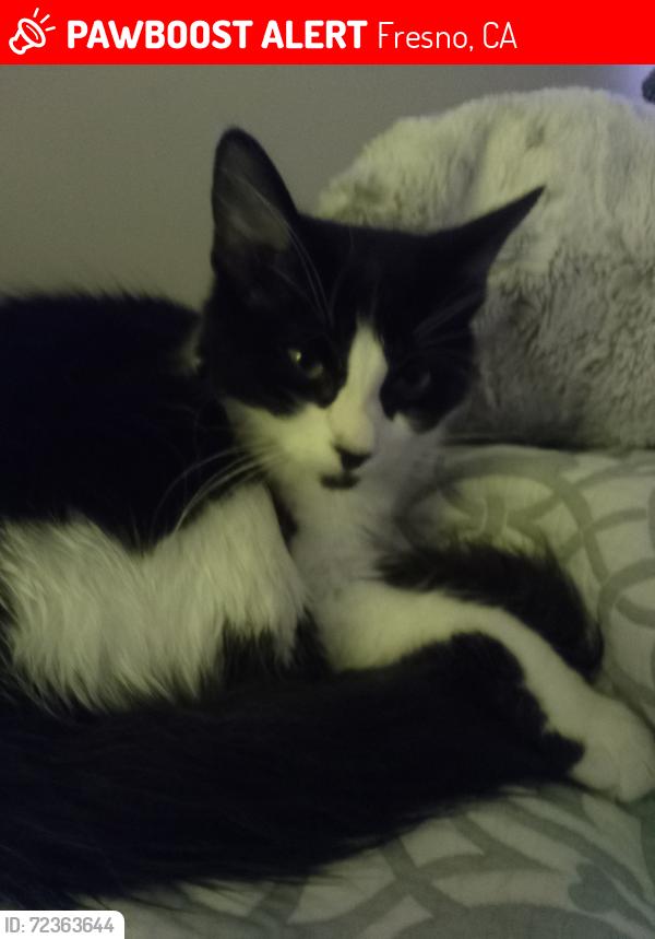 Lost Male Cat last seen 9th and Bulldog ln , Fresno, CA 93710