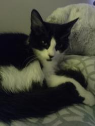 Lost Male Cat last seen 9th and Bulldog ln , Fresno, CA 93710