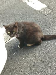 Lost Male Cat last seen The Hampton East Homeowner Association, North Lauderdale, FL 33068
