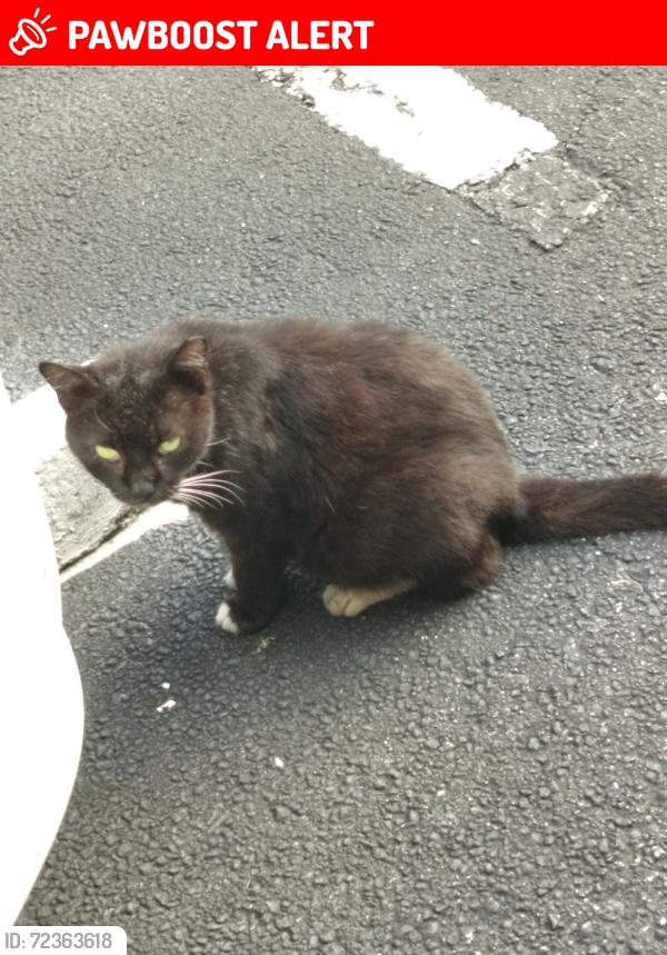 Lost Male Cat last seen The Hampton East Homeowner Association, North Lauderdale, FL 33068