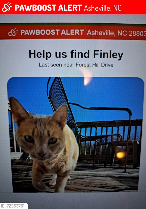 Lost Male Cat last seen Kennelworth, Asheville, NC 28803
