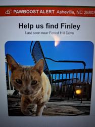 Lost Male Cat last seen Kennelworth, Asheville, NC 28803