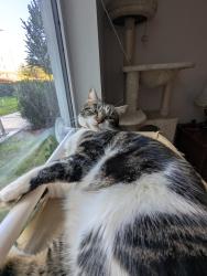 Lost Female Cat last seen Dellwood Rd, Victoria, BC V9A 2X9