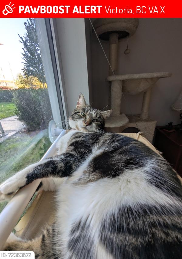 Lost Female Cat last seen Dellwood Rd, Victoria, BC V9A 2X9