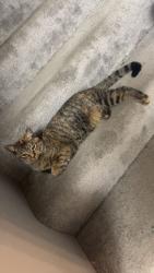 Reunited Female Cat last seen NE Palace, Minneapolis, MN 55418