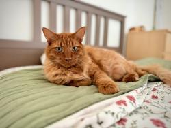 Lost Male Cat last seen Campbell Ave at Roney Ave, Vallejo, CA 94590