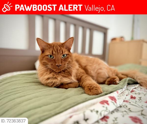 Lost Male Cat last seen Campbell Ave at Roney Ave, Vallejo, CA 94590