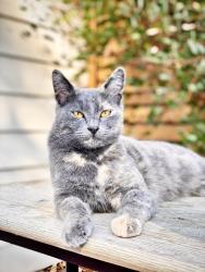 Lost Female Cat last seen Campbell Ave at Roney Ave, Vallejo, CA 94590