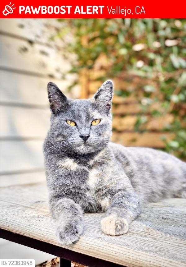 Lost Female Cat last seen Campbell Ave at Roney Ave, Vallejo, CA 94590