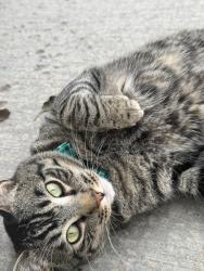 Lost Male Cat last seen 109th Drive and Dayton Way, Commerce City, CO 80640