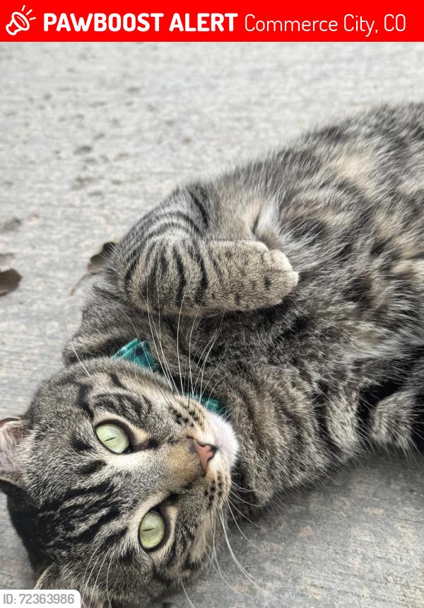 Lost Male Cat last seen 109th Drive and Dayton Way, Commerce City, CO 80640