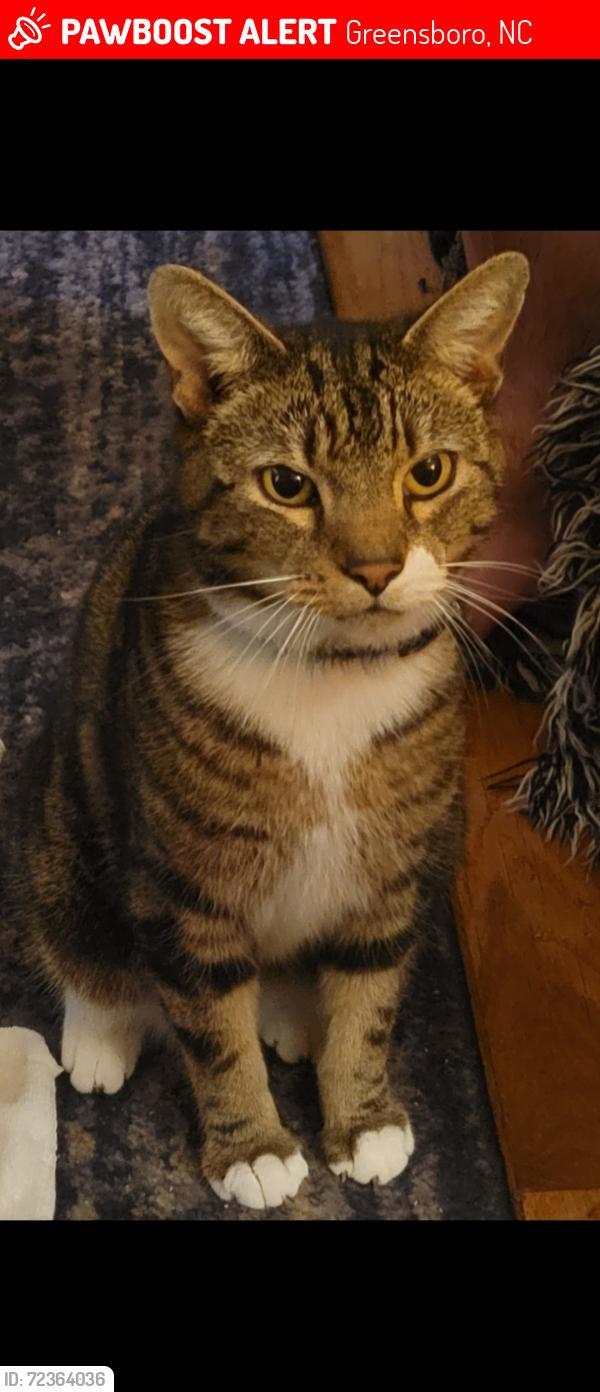 Lost Male Cat last seen Downing street, Greensboro, NC 27410