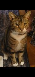 Lost Male Cat last seen Downing street, Greensboro, NC 27410