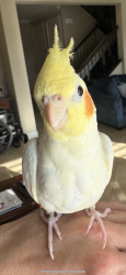 Lost Male Bird last seen Fallbrook Park, Irvine, CA 92604