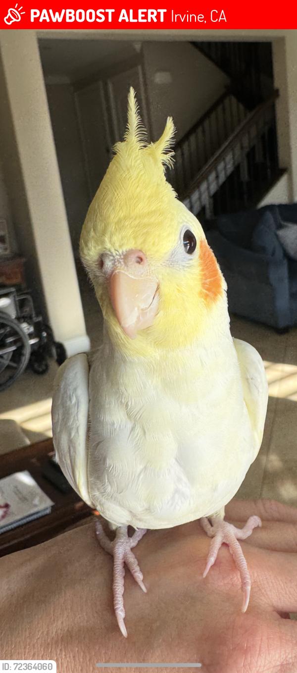 Lost Male Bird last seen Fallbrook Park, Irvine, CA 92604