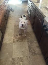 Lost Male Dog last seen Broadway 37 th street, West Palm Beach, FL 33407