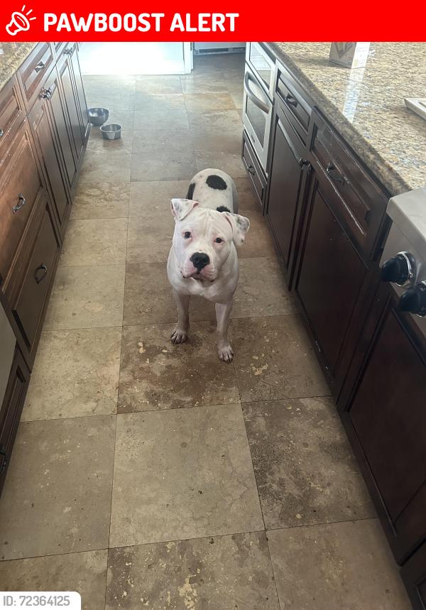 Lost Male Dog last seen Broadway 37 th street, West Palm Beach, FL 33407