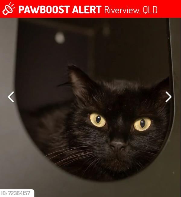 Lost Male Cat last seen Maculata Family Park, Riverview, QLD 4303