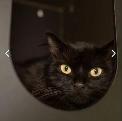 Lost Male Cat last seen Maculata Family Park, Riverview, QLD 4303