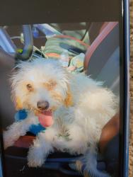 Lost Female Dog last seen Channel st. X  Butterfield stage, Temecula, CA 92592