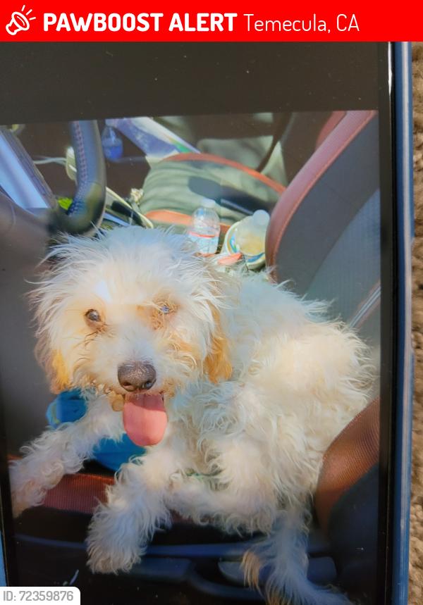 Lost Female Dog last seen Channel st. X  Butterfield stage, Temecula, CA 92592