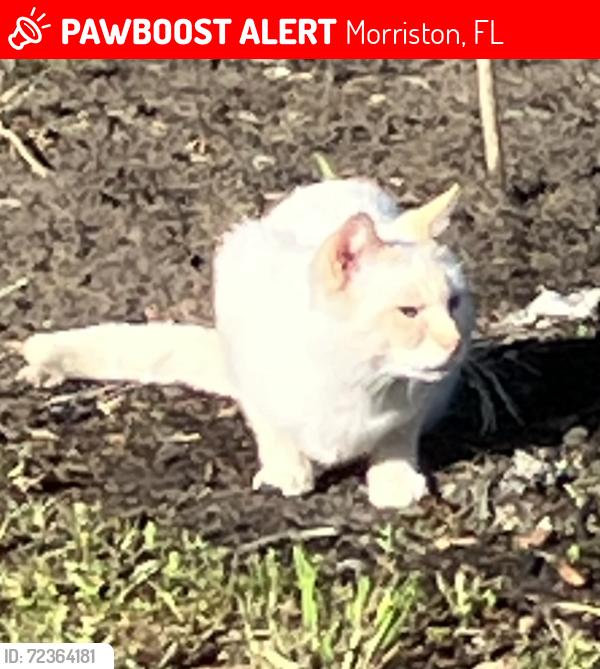 Lost Unknown Cat last seen Highway 326 West btw NW 137 Ave and 145, Morriston, FL 32668