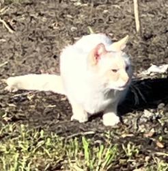 Lost Unknown Cat last seen Highway 326 West btw NW 137 Ave and 145, Morriston, FL 32668