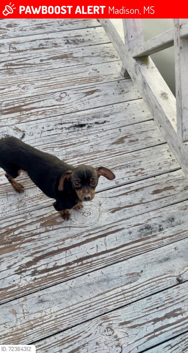 Lost Female Dog last seen Lake Caroline , Madison, MS 39110