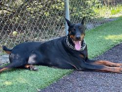 Lost Male Dog last seen Shelby Springs Rd, Holcombe Rd, Co 97, Hwy 25, Columbiana, AL 35051