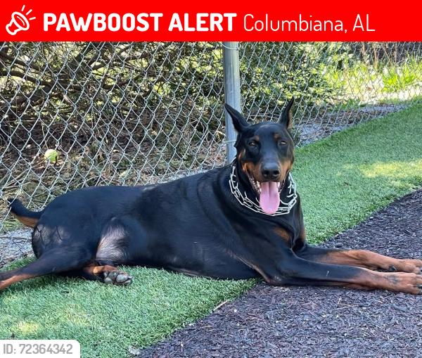Lost Male Dog last seen Shelby Springs Rd, Holcombe Rd, Co 97, Hwy 25, Columbiana, AL 35051