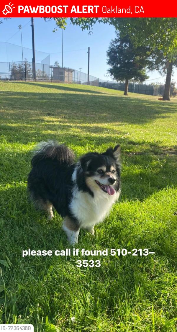 Lost Male Dog last seen Near E19th Foothill, Oakland, CA 94606