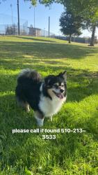 Lost Male Dog last seen Near E19th Foothill, Oakland, CA 94606
