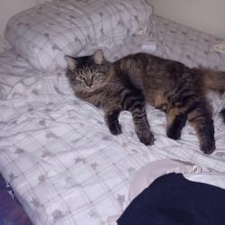 Lost Male Cat last seen near Charles Street , Auburn, MA 01501