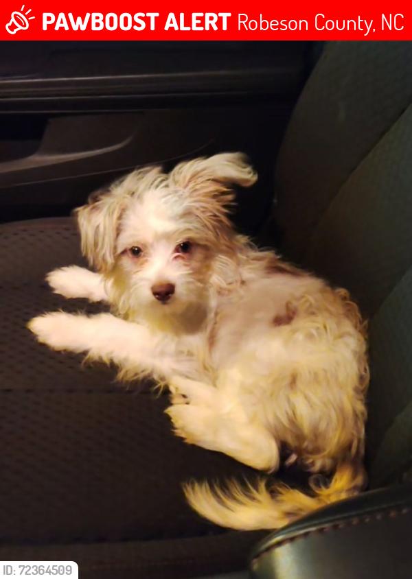 Lost Female Dog last seen Balance farm Rd and Donna st Saint pauls , Robeson County, NC 28384