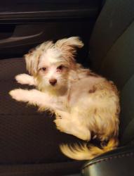 Lost Female Dog last seen Balance farm Rd and Donna st Saint pauls , Robeson County, NC 28384