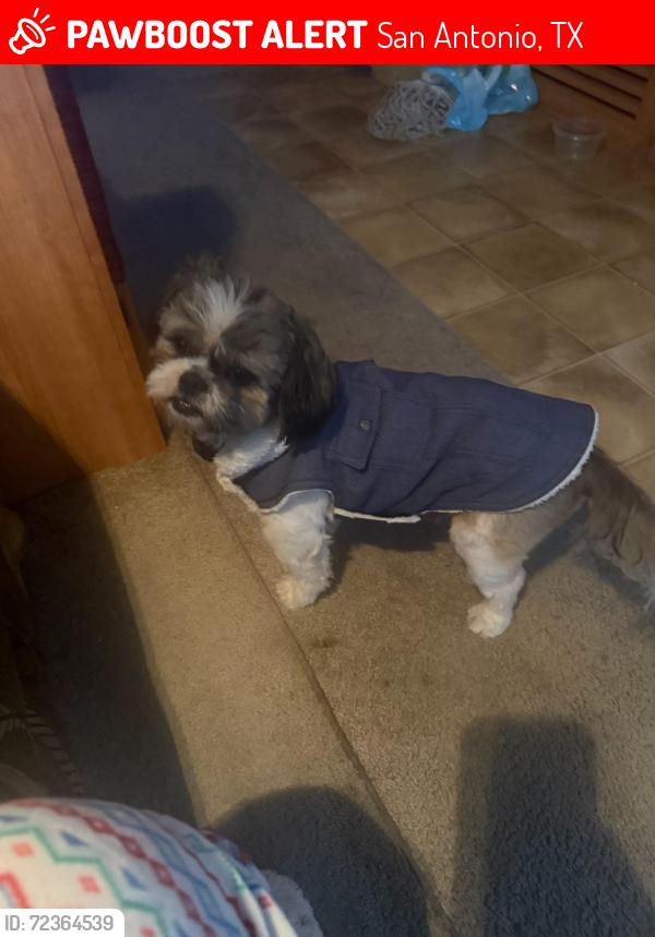 Lost Male Dog last seen Castroville, San Antonio, TX 78237