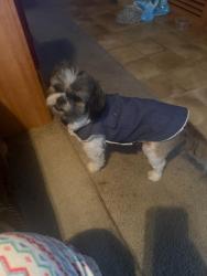 Lost Male Dog last seen Castroville, San Antonio, TX 78237