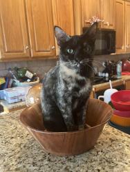 Lost Female Cat last seen Silver spur trail, McGregor, TX 76657