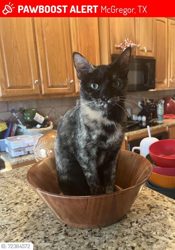 Lost Female Cat last seen Silver spur trail, McGregor, TX 76657