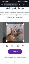 Lost Female Dog last seen N.E. 33rd Street and N.E. Jacksonville road , Ocala, FL 34470